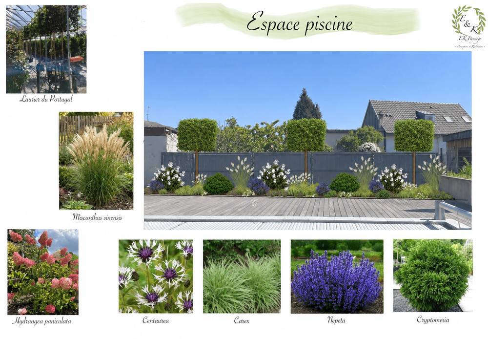 Planche de conception « Espace piscine » : photomontage d’un massif en bordure de terrasse, avec haie taillée sur tiges
