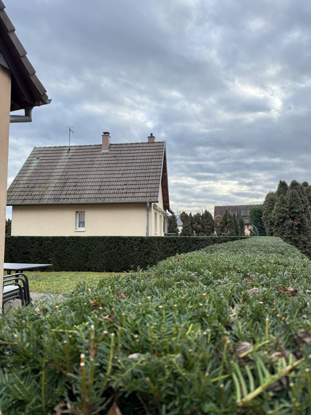 If taillé en boule et haie basse dans un jardin engazonné
