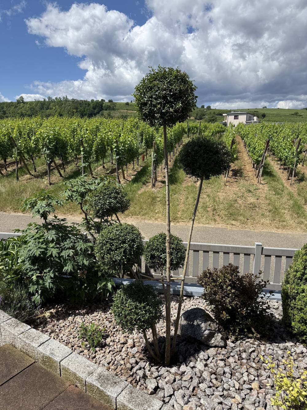 Arbustes taillés en nuage devant un vignoble alsacien
